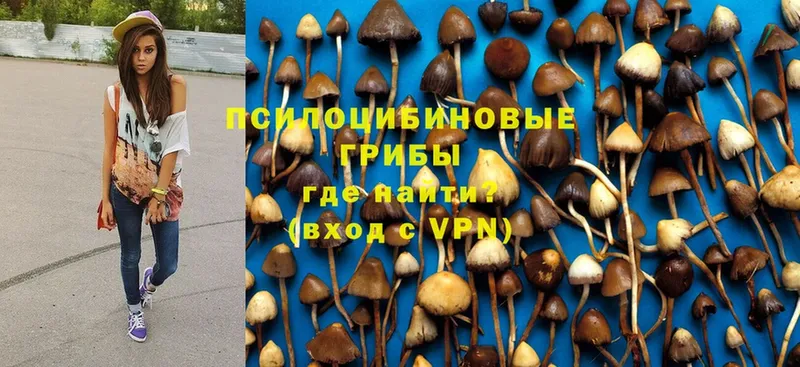 купить закладку  Ковылкино  omg вход  Псилоцибиновые грибы Psilocybine cubensis 